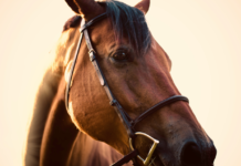 Unlocking the Essentials: How Horse Accessories Enhance Equestrian Harmony