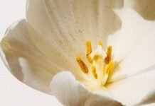 Discover Fresh Flowers from Auckland’s Top Florist Shops